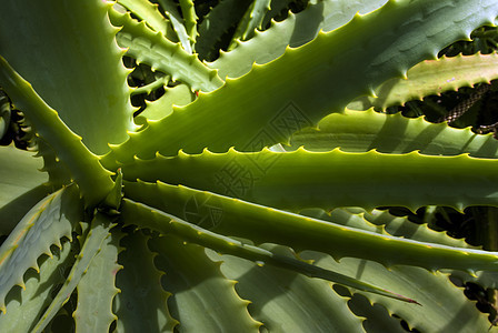 Aloe Vera工厂芦荟草本治疗生长荒野植物学叶子保健皮肤肉质图片