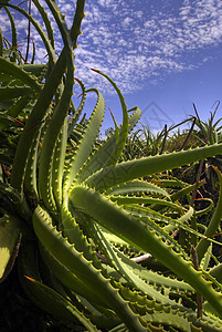 Aloe Vera工厂肉质化妆品皮肤治愈保健护理叶子植被荒野植物学图片