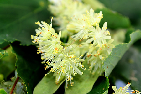 林丁花绿色白色茶叶分支药物药品草本草本植物黄色植物图片