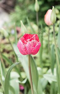 郁金tullip叶子植物红色花园花瓣图片