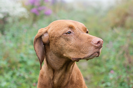 野外的匈牙利维兹拉狗照片宠物犬类场地指针水平图片