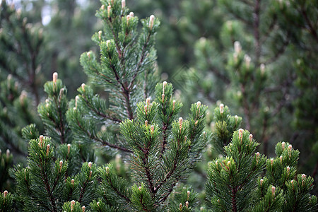 矮人山松Pinus mupo分支机构山松高山植物群植物学树木衬套绿色山脉松树图片