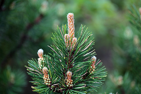 矮人山松Pinus mupo灌木丛山松高山植物学松树衬套绿色植物群分支机构山脉图片