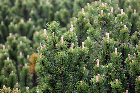 矮人山松Pinus mupo植物学绿色分支机构山松高山树木松树灌木丛山脉植物群图片