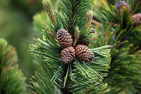 矮人山松Pinus mupo高山分支机构松树山松灌木丛植物学树木衬套山脉植物群图片
