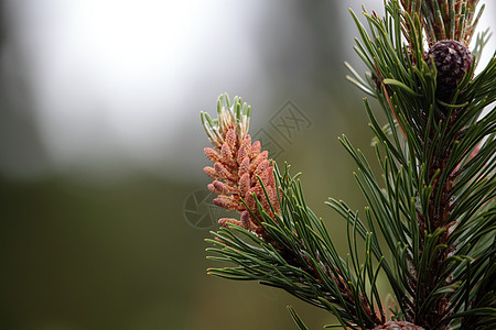 矮人山松Pinus mupo树木植物学植物群分支机构山脉山松绿色高山松树灌木丛图片