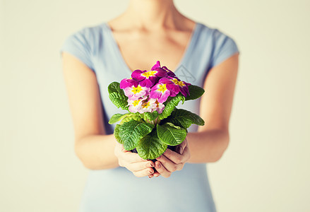 女人的手握着鲜花在锅里活动生长女性展示园丁房子家政主妇家务礼物图片