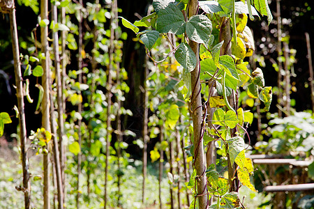 花园中的字符串蔬菜美化生长绿色农场卡车叶子市场豆类植物图片