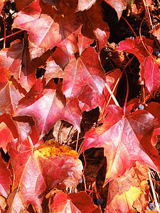 秋天红棕榈树枝橙色叶子衬套阳光色彩自然季节红色风景晴天背景图片