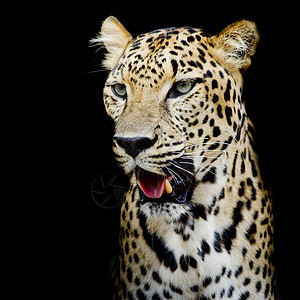 豹式肖像捕食者危险毛皮哺乳动物动物荒野眼睛野生动物猎人丛林图片