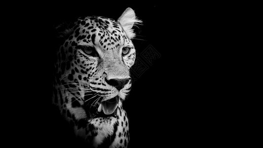 豹式肖像胡须眼睛野生动物食肉动物毛皮荒野捕食者猎人公园图片