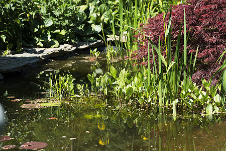 花园装饰池塘园林水景绿化公园花朵岩石瀑布住宅锦鲤后院图片