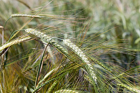 黑麦叶子面包尖刺农业小麦耳朵天气场地植物宏观图片