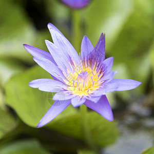 莲花花池塘花园热带荷花百合美丽花朵蓝色植物群宏观图片