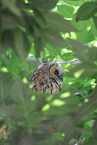 绿树上的猫头鹰农村绿色棕色眼睛夜猫子猎人野生动物羽毛捕食者动物图片