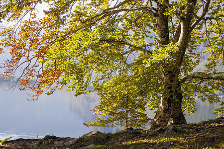 Bohinj湖边的老树 斯洛文尼亚吸引力野生动物地区旅游公园国家游客旅行森林海滩图片