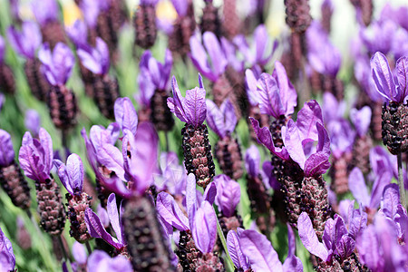 拉文达花花香水香气农村紫色疗法宏观蓝色植物学植物芳香图片