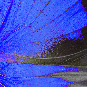 蓝蝴蝶翅膀动物君主漏洞昆虫野生动物宏观生物学蓝色热带背景图片