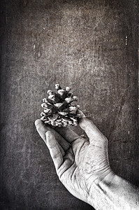 松果在手边衰变棕褐色生活杯状松树艺术黑与白皱纹松果背景图片