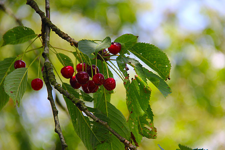 树上野熟的樱桃农业水果荒野绿色红色叶子花园植物食物图片
