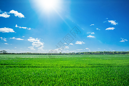 带阳光的田地天空牧场土地草原场景蓝色农村地平线生长树木图片