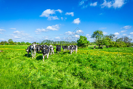 绿地上的牛场地奶制品哺乳动物农田土地场景牛肉阳光农场晴天图片