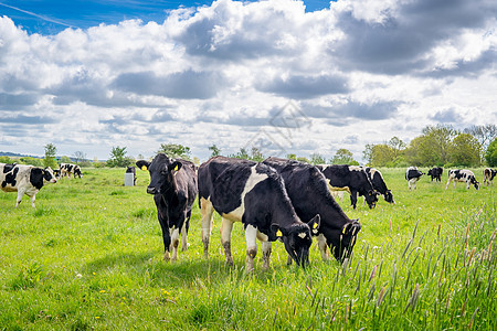 在草地上的霍斯坦-弗里斯勒牛群图片