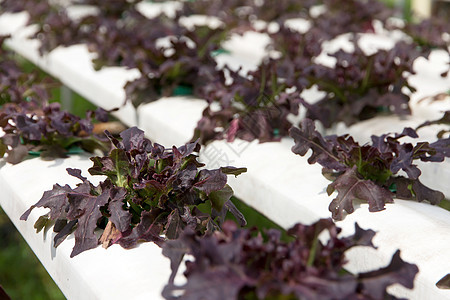 蔬菜养殖场沙拉植物健康饮食风光医疗农场技术水培叶子收获图片