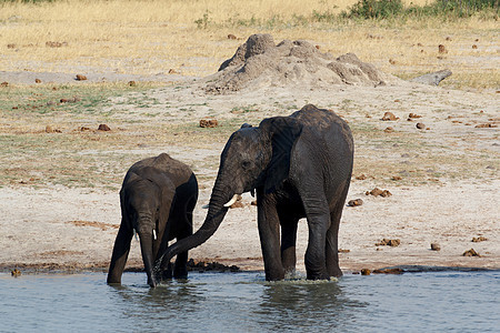 非洲大象在泥坑中饮水的群獠牙母亲野生动物象牙小牛树干动物公园食草荒野图片