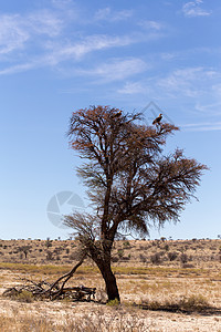孤独的枯树和老鹰风景图片