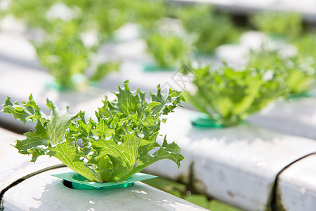 蔬菜养殖场田园饮食健康饮食植物风光菜园生长沙拉水培植物学图片