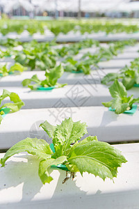 蔬菜养殖场素食类型植物生长菜园庄稼叶子收获园艺生食图片