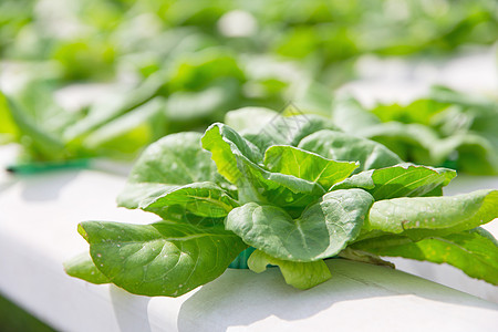 蔬菜养殖场沙拉草本植物食物花园农场风光生长农业收获叶菜图片