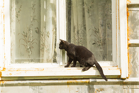 黑猫耳朵眼睛窗户学生黑色头发尾巴窗帘白色玻璃图片