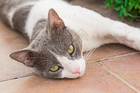 Motley 猫绿色眼睛耳朵条纹羊毛眼球胡须灰色白色棕色图片