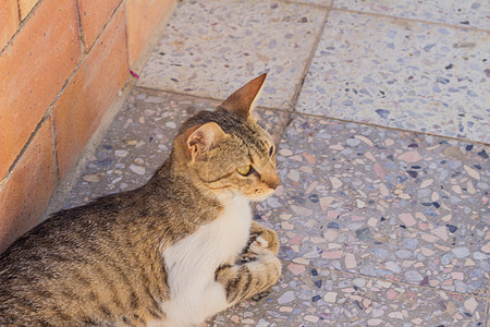 Motley 猫白色灰色爪子棕色耳朵眼球鼻子条纹绿色眼睛图片