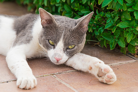 Motley 猫羊毛灰色胡须爪子绿色边界鼻子条纹眼球眼睛图片
