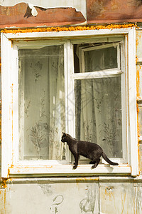 黑猫窗帘房子黑色耳朵头发框架窗户玻璃尾巴学生图片