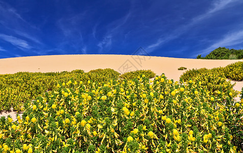 撒丁岛  开花的沙丁湾灌木晴天衬套植物群扫帚沙丘植被海岸植物蓝色图片