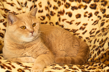 红猫咪格子毛皮羽毛学生椅子眼睛尾巴耳朵爪子背景图片