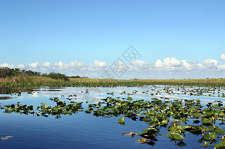 Everglades 湿地图片