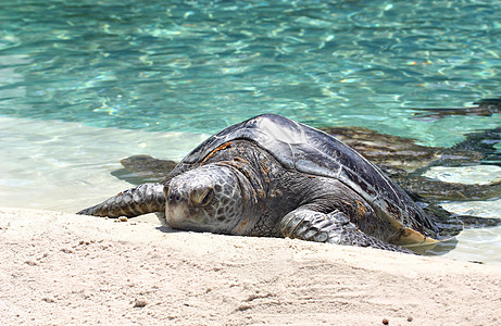 大海龟荒野海洋乌龟潜水海滩威胁濒危爬虫假期蓝色图片