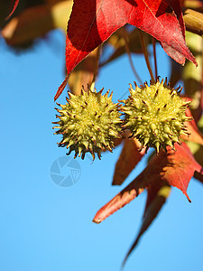 秋树树叶子天空森林宏观公园植物水果季节蓝色花园图片