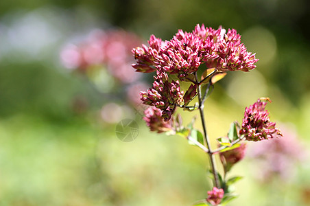 粉红花植物药品太阳园艺草本植物茴香香料场地植物学美丽图片