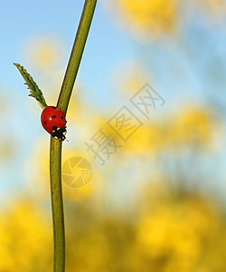 字段中的Ladybug天空场地植物学叶子阳光甲虫生物学美丽植物生活图片