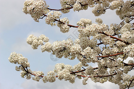 树花叶子果园蓝色环境季节农村花园植物学植物群宏观图片