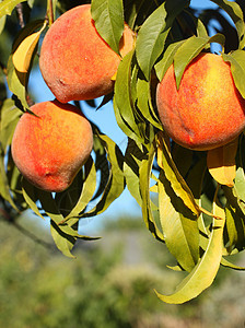 在树枝上提取桃子果园园艺水果橙子植物油桃农业采摘农场营养图片