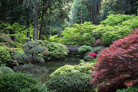 日本花园天桥公园平衡冥想建筑学池塘森林木头行人叶子图片