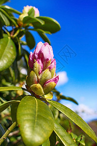 Magnolia 百威图片