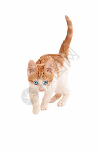 捕猎小猫猫科动物白色虎高清图片